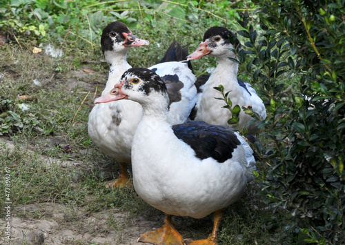 Adult ducks of musk breed (Cairina moschata)