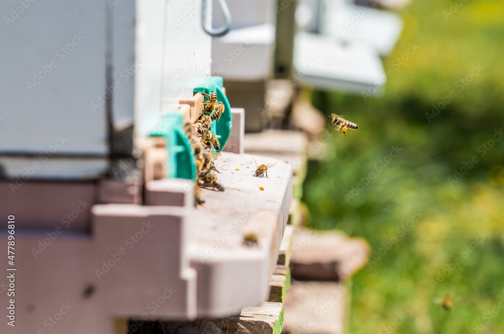 Realization of honey production by honey bees Realization of honey production by honey bees