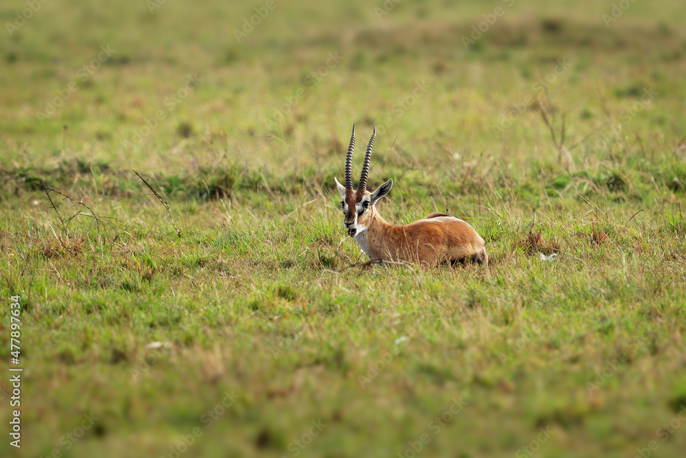 Naklejka premium Thomson Gazelle - Eudorcas thomsonii called Tommie lying in grass facing, Masai Mara National Reserve Kenya, pretty gazelle face with big eyes, spiral horns and dark side stripe