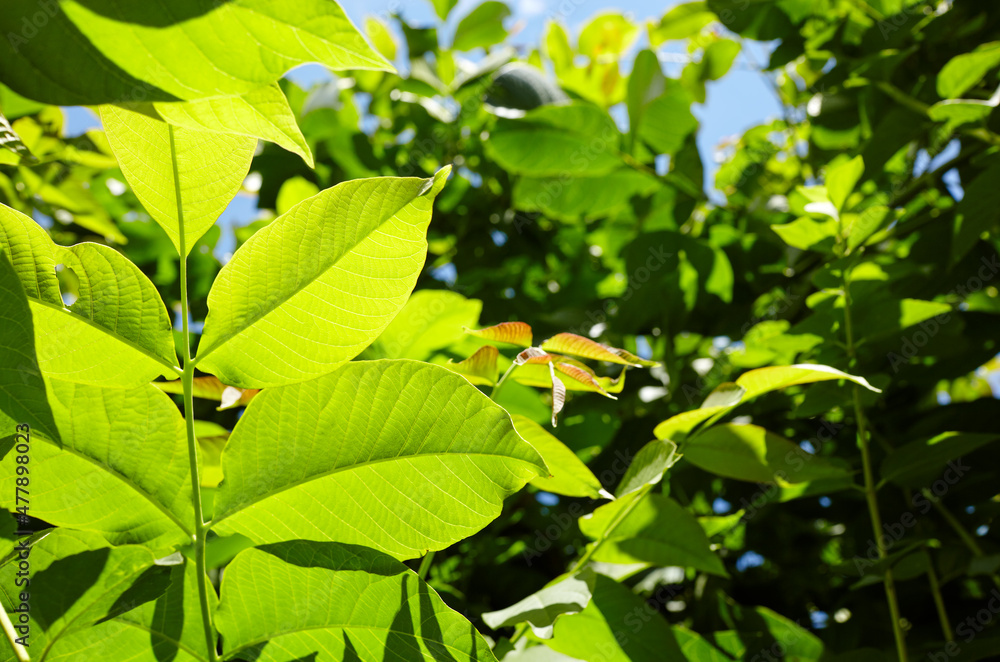 Abstract image of walnut leaves in rays of sunlight. Selective focus, blurred background Abstract image of walnut leaves in rays of sunlight. Selective focus, blurred background