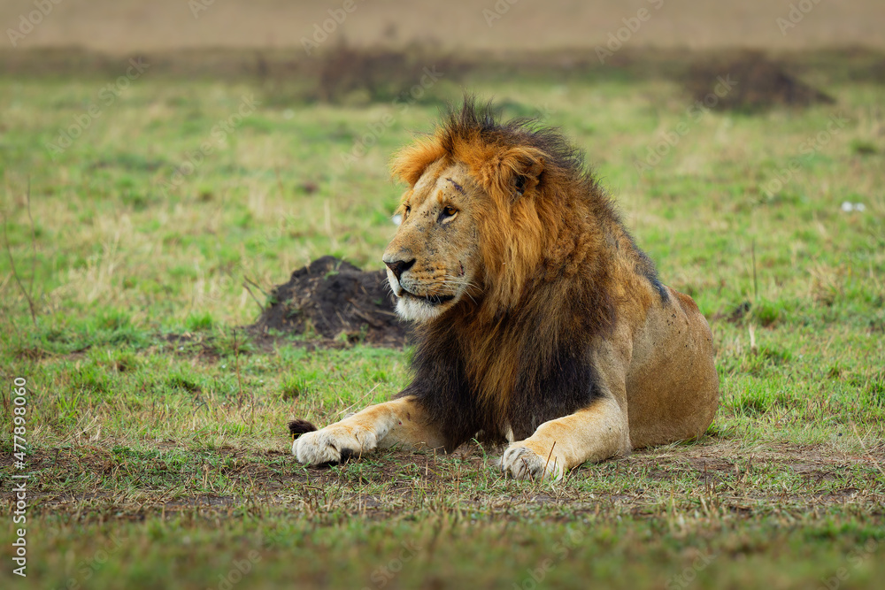 Lion - Panthera leo king of the animals. Lion - the biggest african cat, lying lion on the green grass in Masai Mara National Park in Kenya Africa Lion - Panthera leo king of the animals. Lion - the biggest african cat, lying lion on the green grass in Masai Mara National Park in Kenya Africa