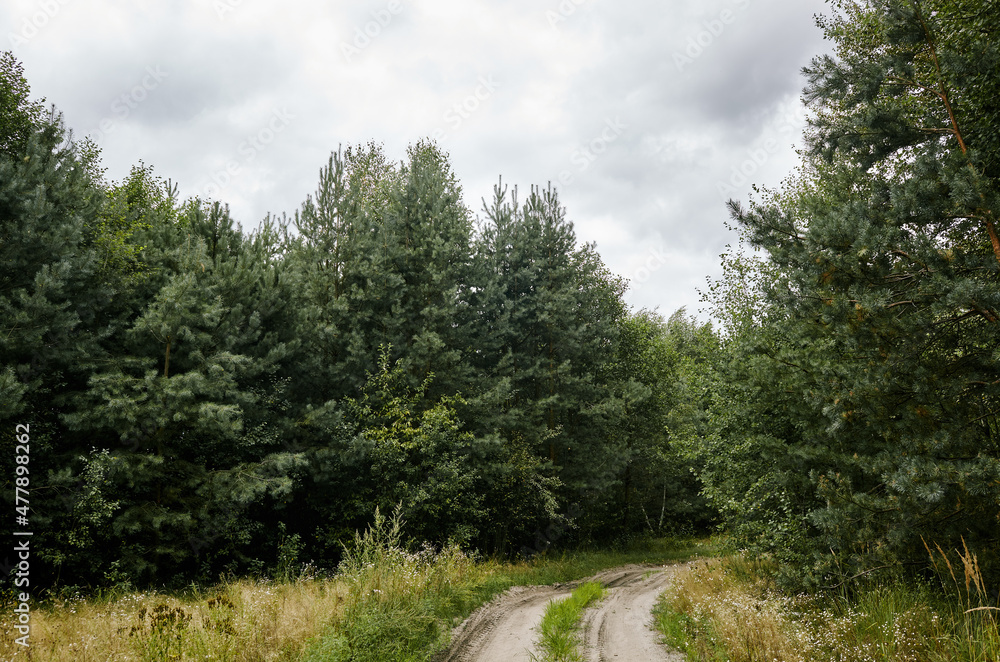 Dense forest against the sky and meadows. Beautiful landscape of a row of trees and road in the forest Dense forest against the sky and meadows. Beautiful landscape of a row of trees and road in the forest