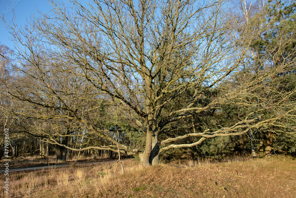 Swampland with big trees in the winter under an evening sky. Winter landscape in the Netherlands Swampland with big trees in the winter under an evening sky. Winter landscape in the Netherlands