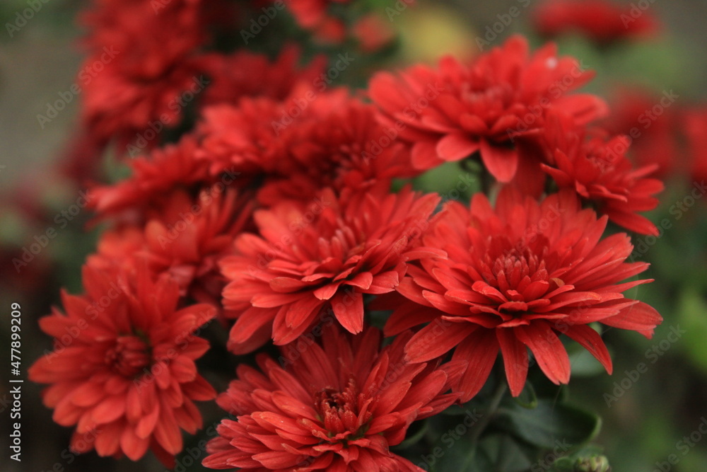 red dahlia flowers red dahlia flowers