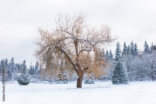 Bare oak tree in a snow covered field in the Pacific Northwest  © Centioli Photography