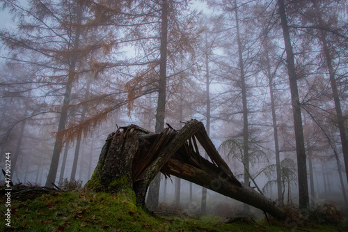 Paisaje de bosque entre la niebla
