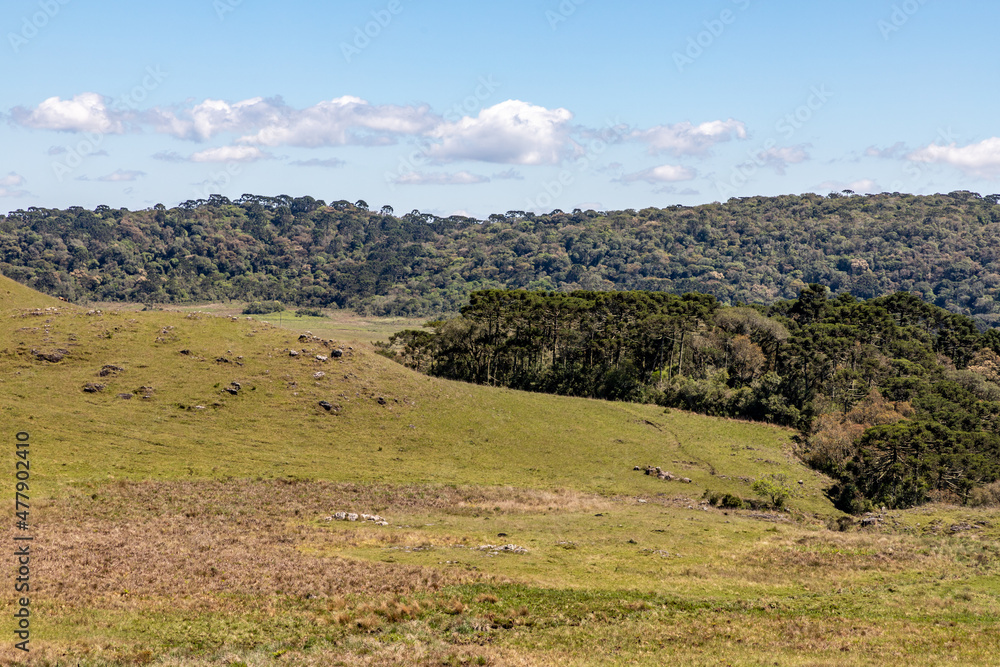 Fototapeta premium Araucaria forest