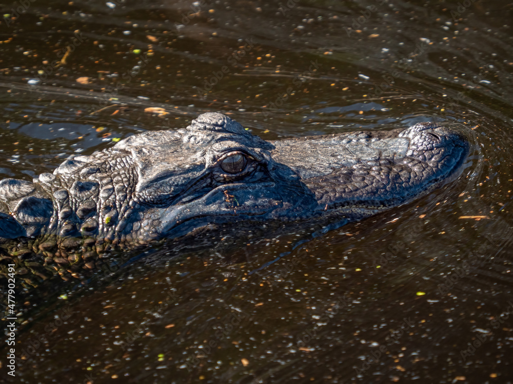 american alligator swimming in a lake american alligator swimming in a lake