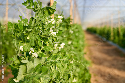Obraz na plátně Purple flowers of snow pea plant