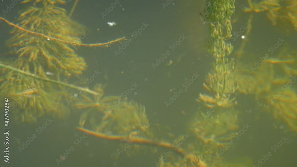 Dice Snake (Natrix tessellata) looks around at the surface of the water, then dives, close-up. Dice Snake (Natrix tessellata) looks around at the surface of the water, then dives, close-up.