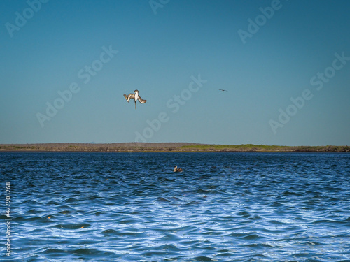 Brown pelican dives into ocean at Baja headfirst