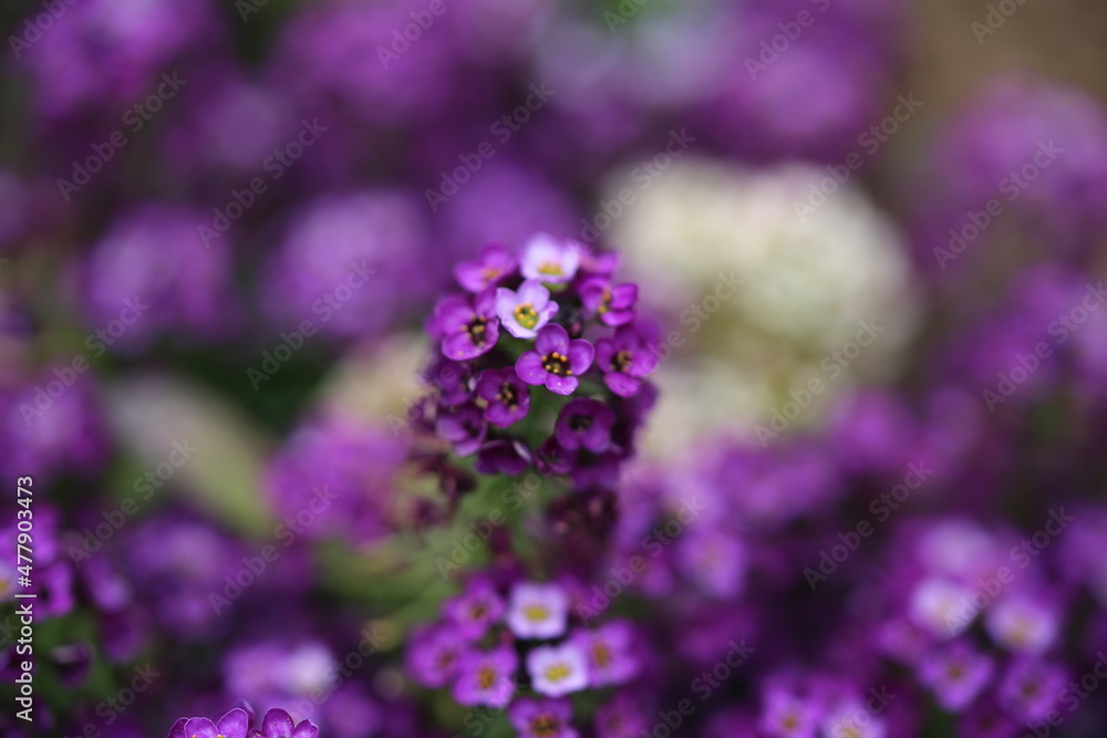 Fototapeta premium lavender flowers close up