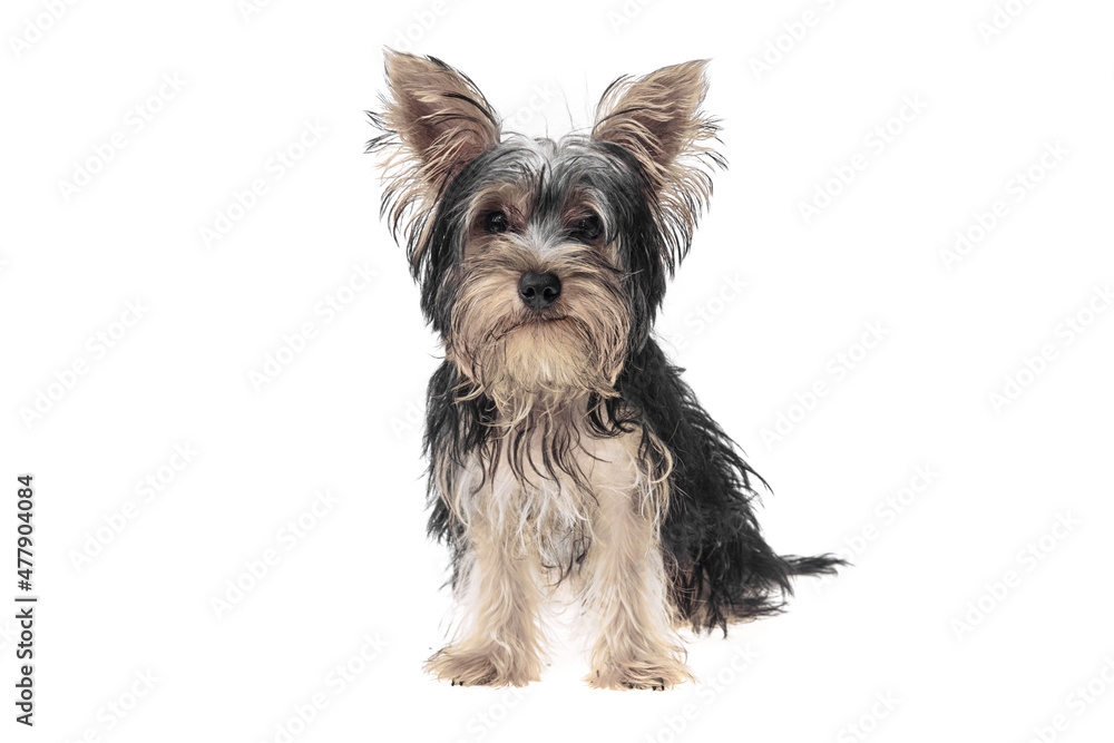 Beautiful and cute black and white yorkshire terrier dog over isolated background. Studio shoot of purebreed yorkie puppy. Beautiful and cute black and white yorkshire terrier dog over isolated background. Studio shoot of purebreed yorkie puppy.