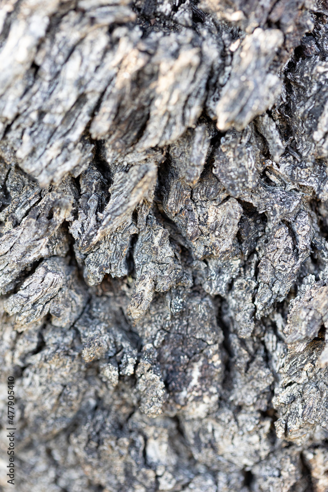 bark of old tree for background bark of old tree for background