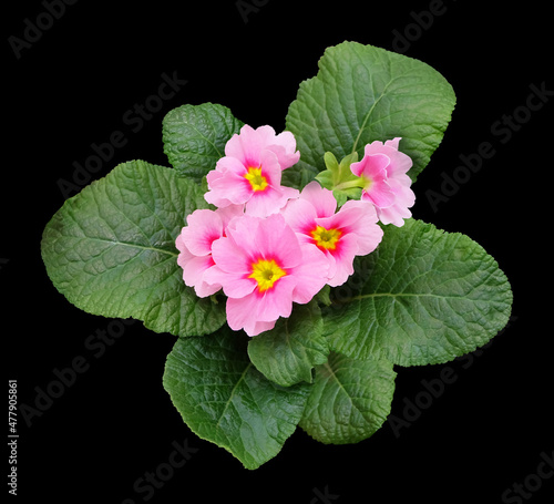 Primrose with leaves and pink flowers isolated on black background.
