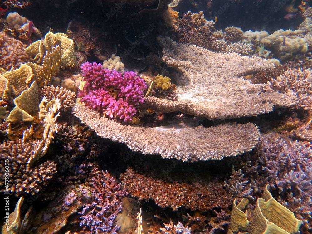 Fototapeta premium coral reef and coral