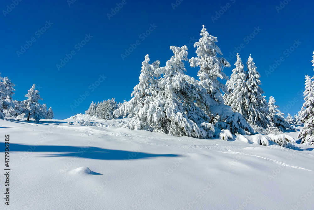 Winter landscape of Vitosha Mountain, Bulgaria