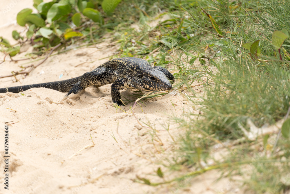 Naklejka premium Teiú lizard alone on the beach sand in the city of Rio de Janeiro, Brazil. Tupinambis belonging to the Teiidae family. Usually called tegus. Found mainly in South America