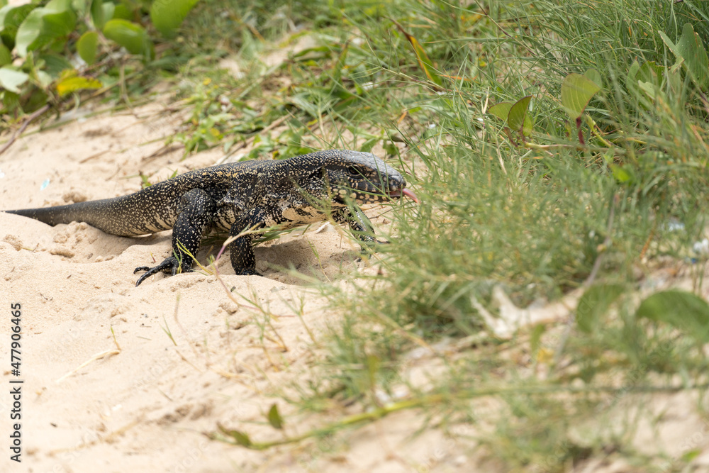 Teiú lizard alone on the beach sand in the city of Rio de Janeiro, Brazil. Tupinambis belonging to the Teiidae family. Usually called tegus. Found mainly in South America Teiú lizard alone on the beach sand in the city of Rio de Janeiro, Brazil. Tupinambis belonging to the Teiidae family. Usually called tegus. Found mainly in South America