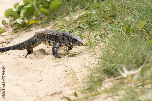 Teiú lizard alone on the beach sand in the city of Rio de Janeiro, Brazil. Tupinambis belonging to the Teiidae family. Usually called tegus. Found mainly in South America