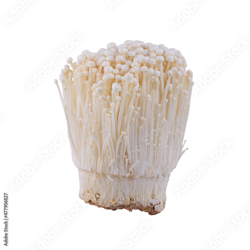 Fresh golden needle mushroom or enoki isolated on white background.