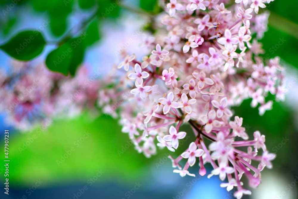 Lilac petals in bloom Lilac petals in bloom