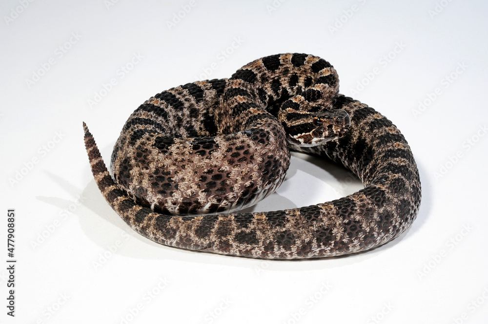 Pygmy rattlesnake // Zwergklapperschlange (Sistrurus miliarius barbouri ...