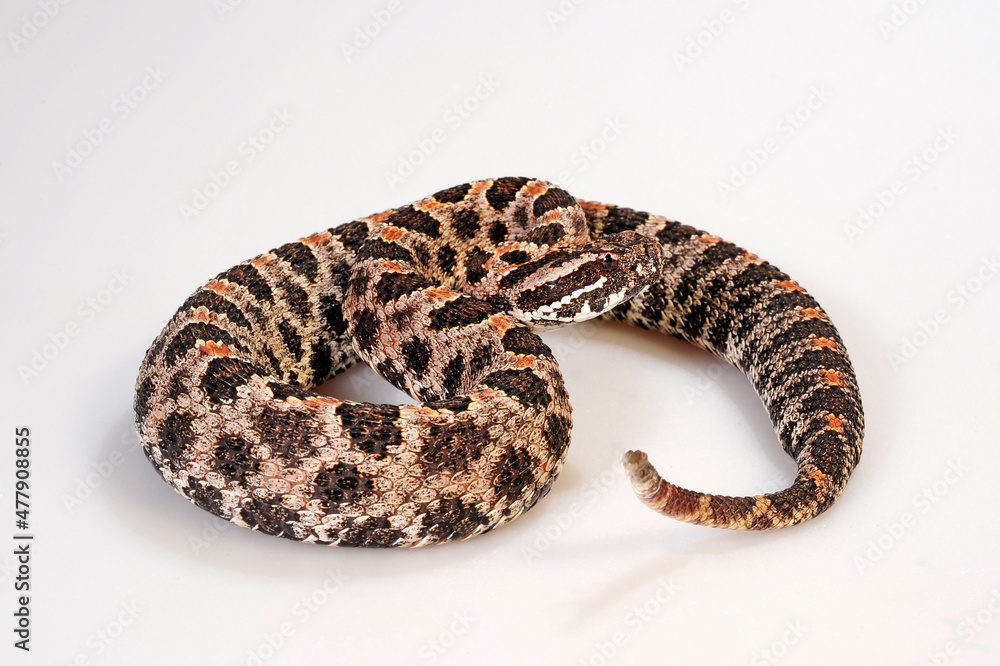 Pygmy rattlesnake // Zwergklapperschlange (Sistrurus miliarius barbouri) Pygmy rattlesnake // Zwergklapperschlange (Sistrurus miliarius barbouri)