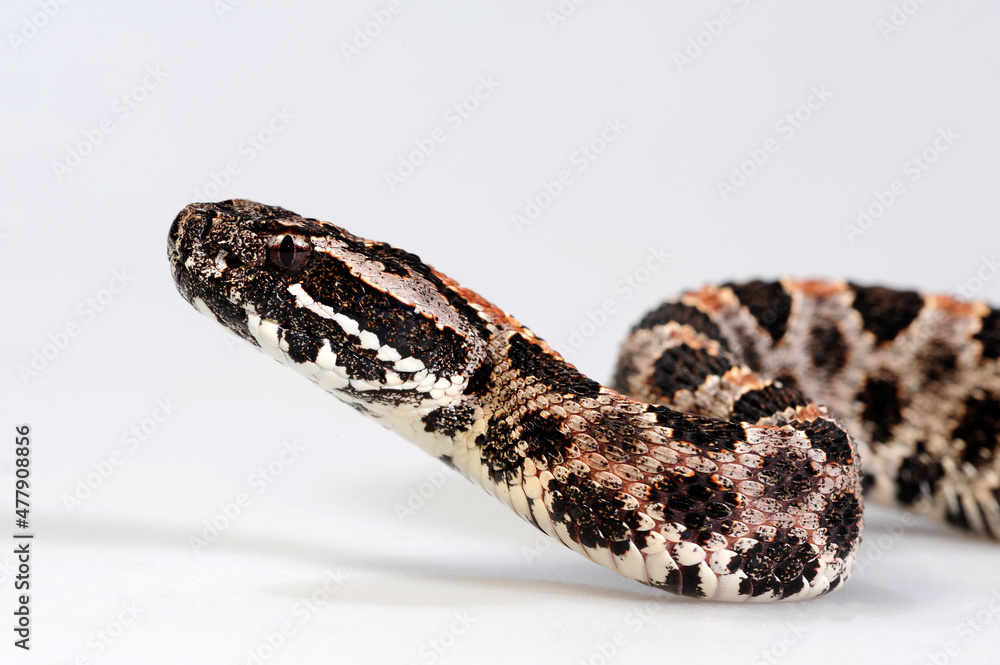 Pygmy rattlesnake // Zwergklapperschlange (Sistrurus miliarius barbouri) Pygmy rattlesnake // Zwergklapperschlange (Sistrurus miliarius barbouri)