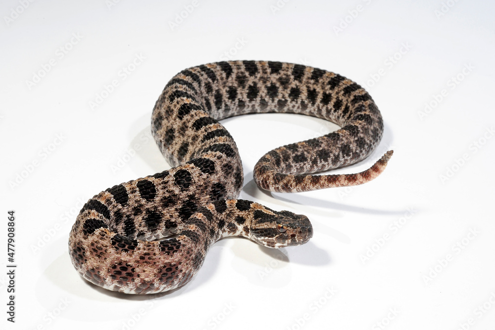 Pygmy rattlesnake // Zwergklapperschlange (Sistrurus miliarius barbouri) Pygmy rattlesnake // Zwergklapperschlange (Sistrurus miliarius barbouri)