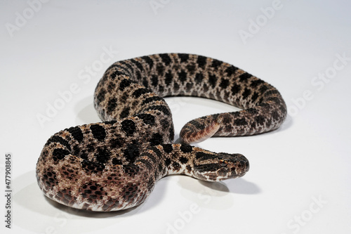 Pygmy rattlesnake // Zwergklapperschlange (Sistrurus miliarius barbouri) © bennytrapp