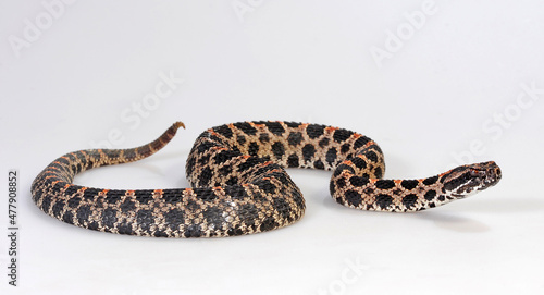 Zwergklapperschlange // Pygmy rattlesnake (Sistrurus miliarius barbouri) © bennytrapp