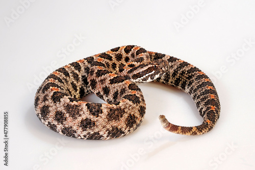 Pygmy rattlesnake // Zwergklapperschlange (Sistrurus miliarius barbouri) © bennytrapp
