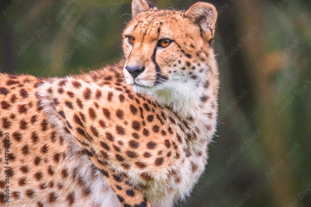 Cheetah Cheetah