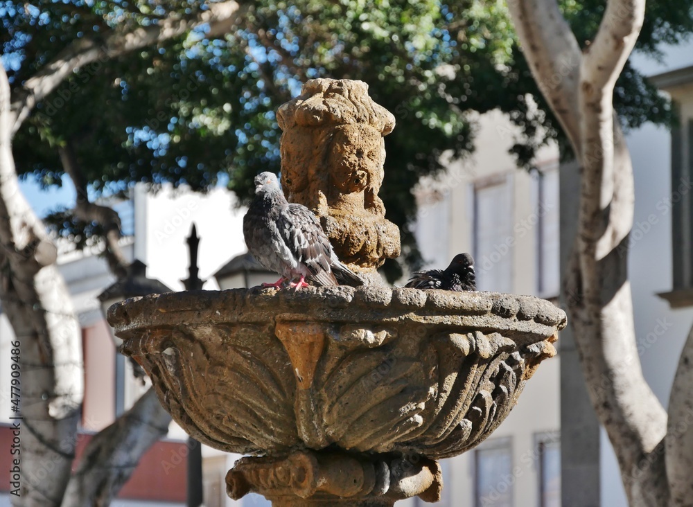 Alter Brunnen in Las Palmas auf Grn Canaria Stock Photo | Adobe Stock