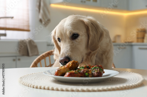 Cute dog trying to steal fried meat from table in kitchen