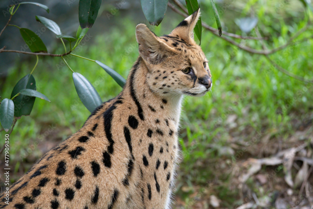 African Serval