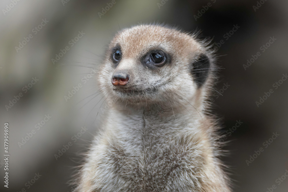 Meerkat also known as a small mongoose Meerkat also known as a small mongoose