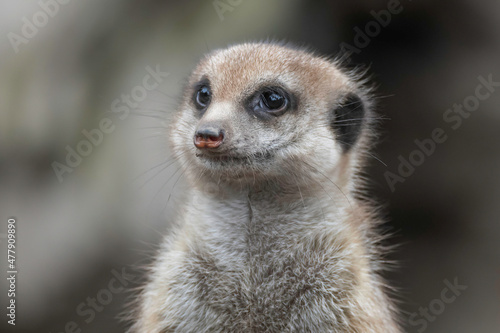 Meerkat also known as a small mongoose © Merrillie