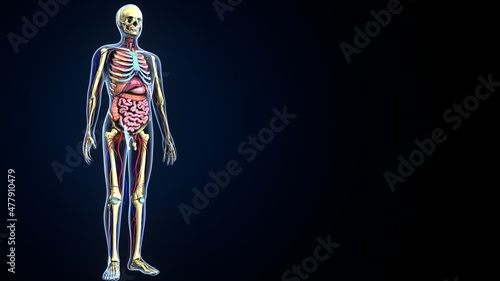 3d illustration of human body inner oranges system anatomy. © microscience