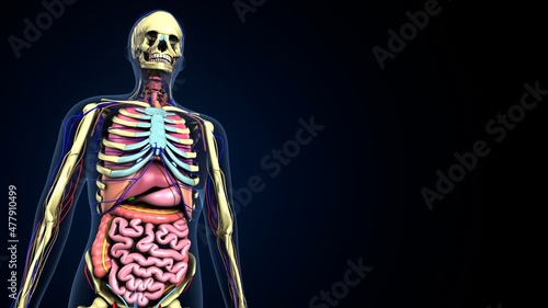 3d illustration of human body inner oranges system anatomy.