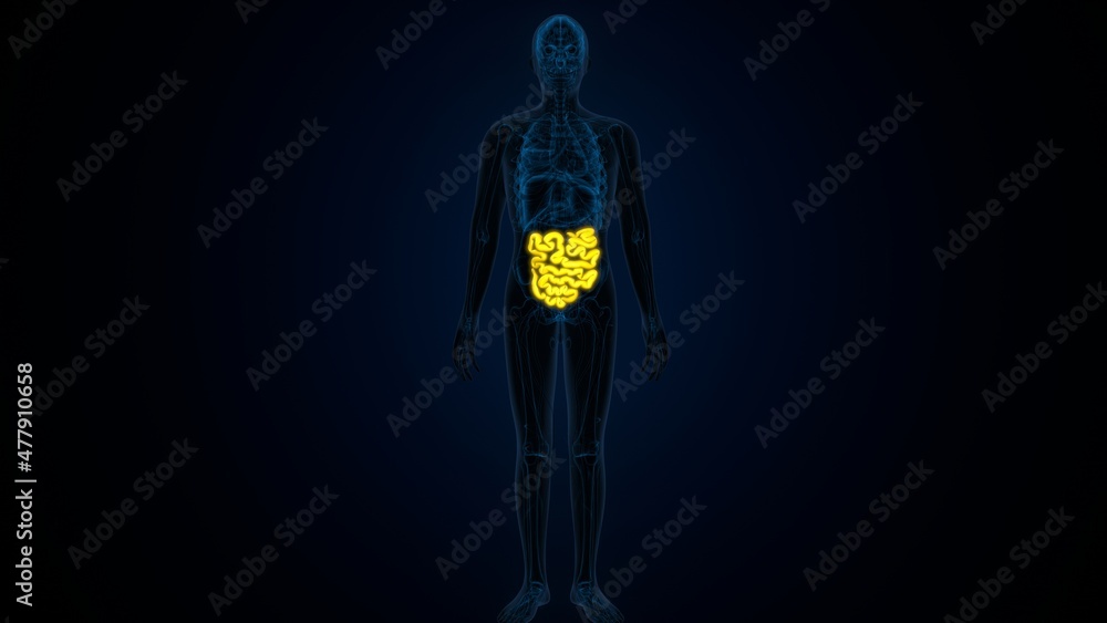 3d illustration of human body small intestine anatomy.