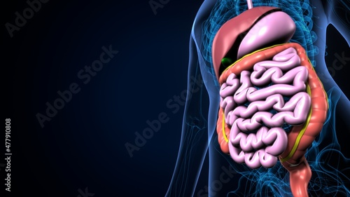 3d illustration of human body digestive system anatomy.