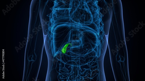 3d illustration of human internal organ gallbladder anatomy. 