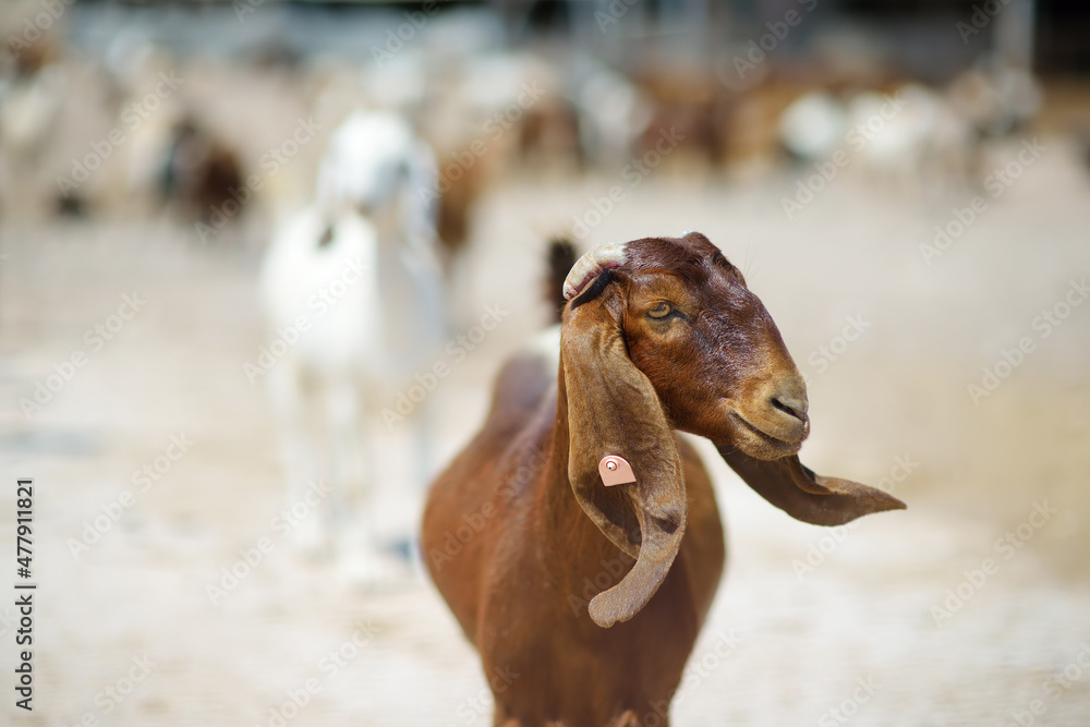 Obraz premium Goats on a farm in Cyprus. Dairy farming. Bio organic healthy food production. Growing livestock is a traditional direction of farming.