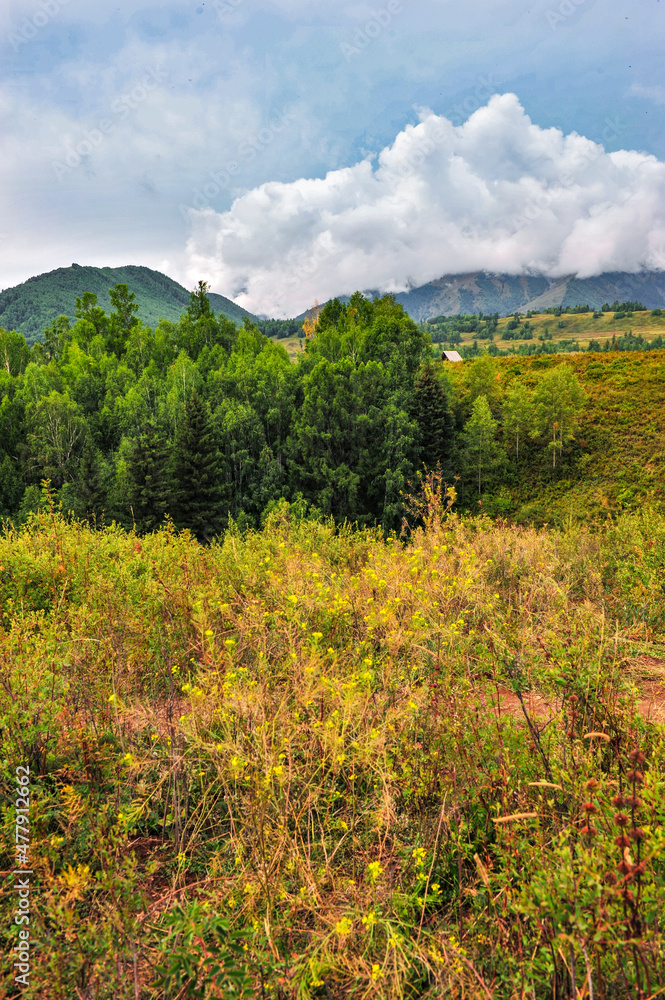 Natural scenery of grassland, forest and mountains in the background of cloudy weather