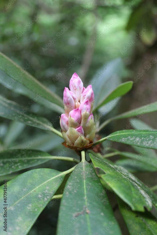 Emerging southern magnolia blossoms at Unicoi State Park in Helen, Georgia Emerging southern magnolia blossoms at Unicoi State Park in Helen, Georgia