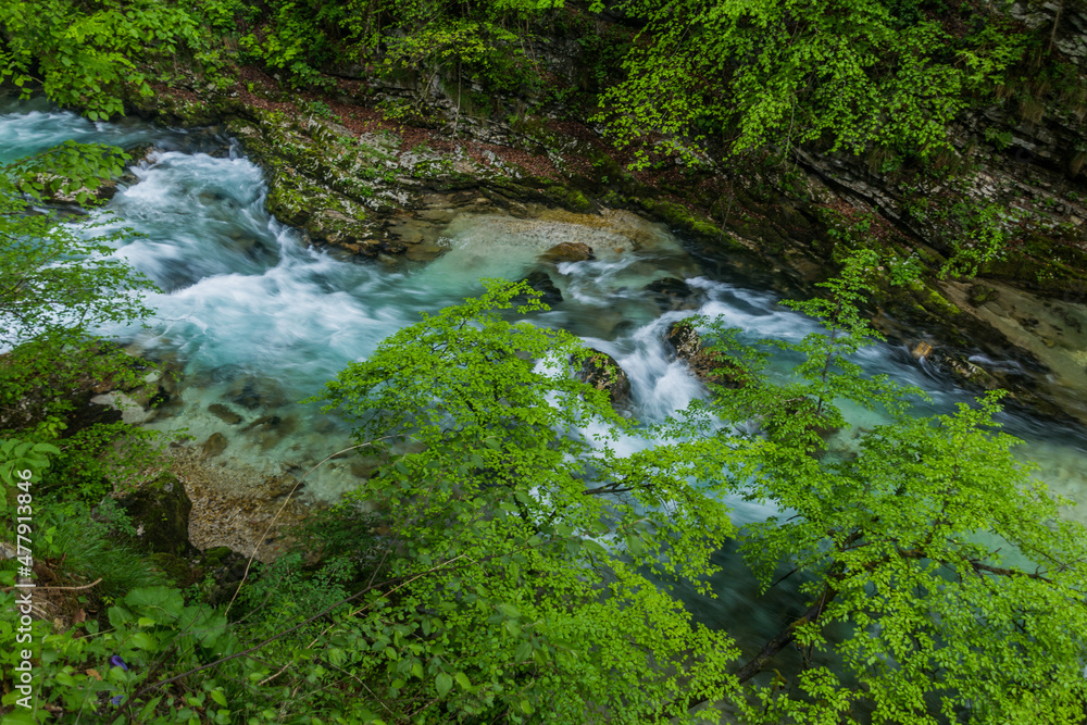 River Radovna in Vintgar gorge near Bled, Slovenia River Radovna in Vintgar gorge near Bled, Slovenia