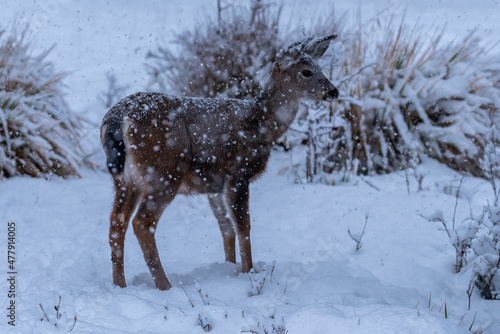 White-tailed Deer in Snow © davidhoffmann.com