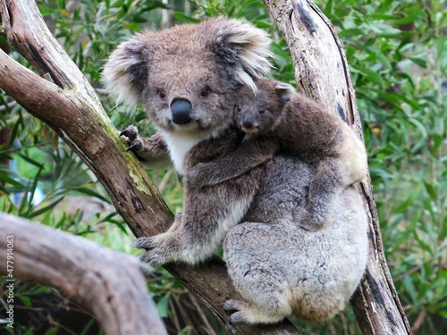 Koala with joey 